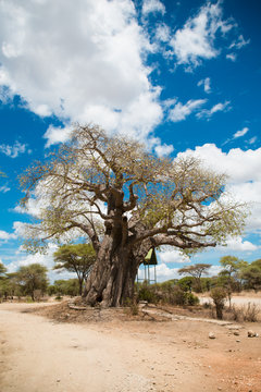  Acacia Tree