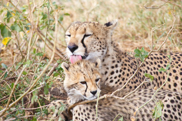 Cheetah and Baby Cheetah