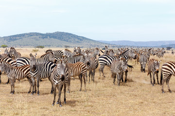 Fototapeta na wymiar Zebra herd in a plains