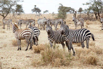 Fototapeta na wymiar Zebra Herd in Africa