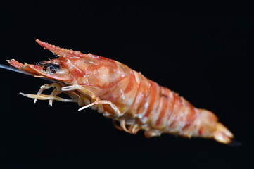 エビ　シュワッチ