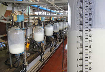 Milking cows on farm, working with dairy equipment