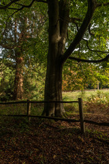 Autumn forest in Hampshire pine trees