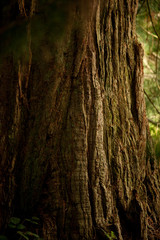 Fototapeta premium Autumn forest in Hampshire pine trees