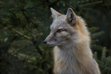 Obraz premium Silly Fox