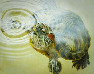 Red-eared turtle peeks out of the water.