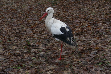 Weißstorch