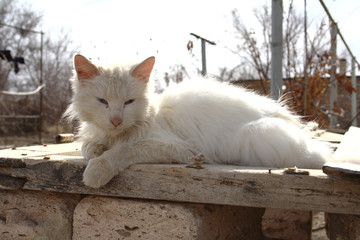 A dirty white country cat is basking in the sun