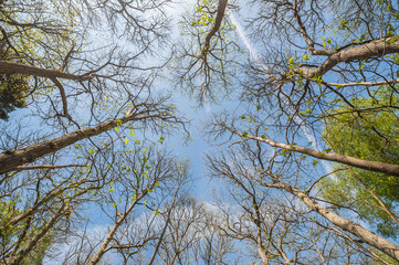 looking upwards through trees to a blue sky