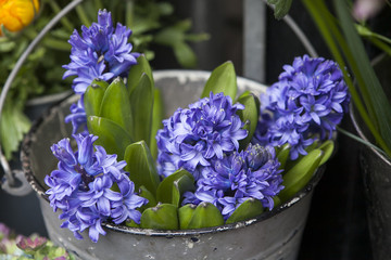 hyacinths in a bucket for sale