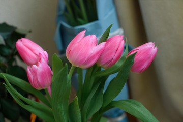 Bunch of fresh spring pink tulips 