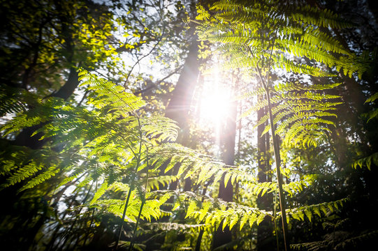 springtime sunrise through ferns and trees