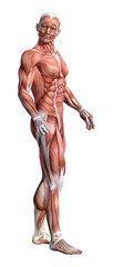 Fototapeta na wymiar 3D Rendering Male Anatomy Figure on White