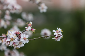Almond and plum blossom in the parks of Madrid