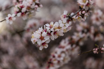 Almond and plum blossom in the parks of Madrid