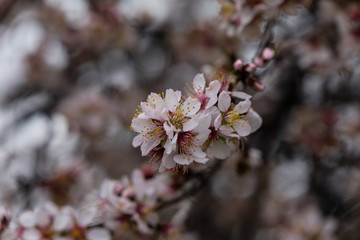 Almond and plum blossom in the parks of Madrid