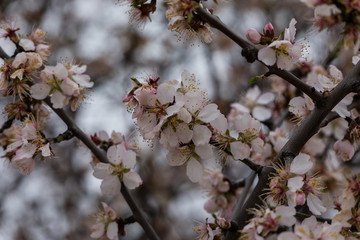 Almond and plum blossom in the parks of Madrid