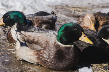 Colored ducks on spring ice