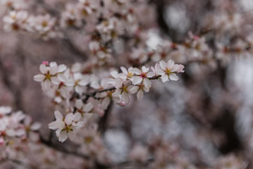 Almond and plum blossom in the parks of Madrid