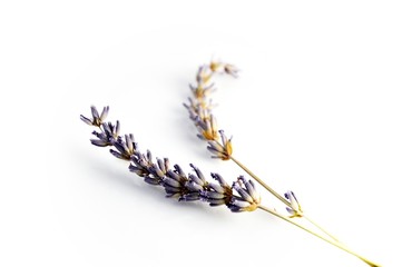 Suszona lawenda © Monika