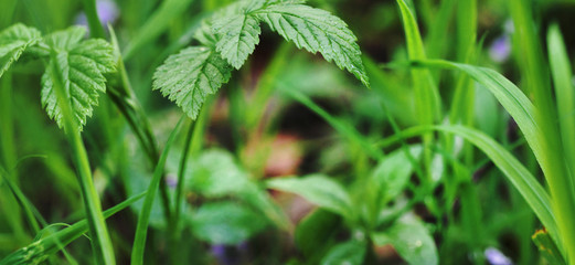 green leaf on green grass, macro closeup.