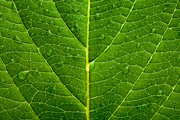 Green leaf background