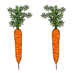 Fresh Orange Carrots with Leaves. Ripe Vegetables. Carrots with Tops. Vegetarian Cuisine. Salad Ingredient. Realistic Hand Drawn Illustration. Savoyar Doodle Style.