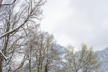 Foggy view of mountain, trees full of snow.