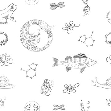 Biology. Flower, DNA, cell, chromosomes, perch fish, molecule, amoeba, human embrio. Vector sketch pattern.
