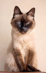 graceful Siamese cat