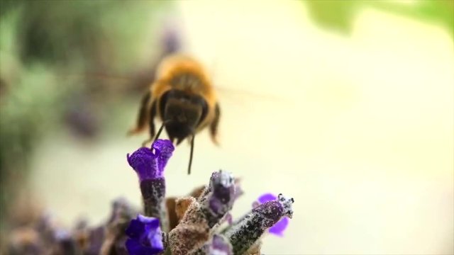 Macro honey bee landing on flower.