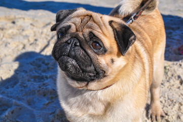 A pug-colored pug walks on the coast