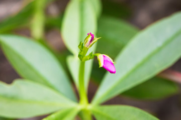 pink small flowers isolate on blackground in sping sumer,front view from the top, technical cost-up.