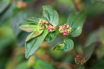 pink small flowers isolate on blackground in sping sumer,front view from the top, technical cost-up.