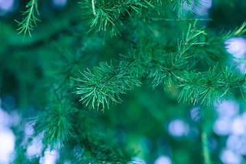 Fototapeta na wymiar Spruce branch with needles, soft focus, blue and green tones