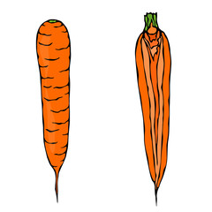 Fresh Orange Carrots. Half of Carrot. Sliced Carrot. Ripe Vegetables. Carrots with Tops. Vegetarian Cuisine. Salad Ingredient. Realistic Hand Drawn Illustration. Savoyar Doodle Style.