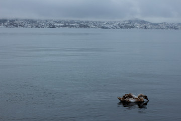 Dziki łabędź © Martyna