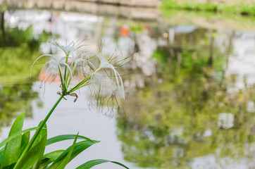 flower in the moat chaingmai thailand