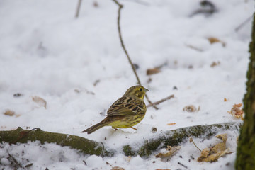 a  yellowhammer sitting in the snow in front of a fence