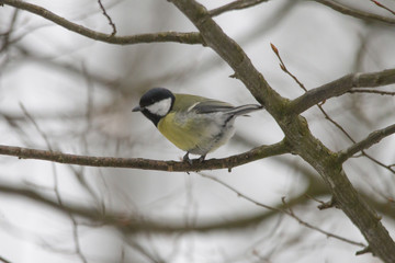 A great tit sits in the branches of a tree