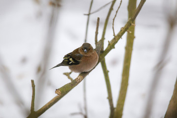 A male chaffinch is sitting on a branch with fluffed plumage on it