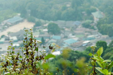 White flowers in the middle of the forest and the view of the village.