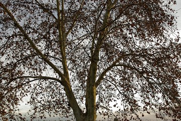 Tree with branches and leaves filling the whole