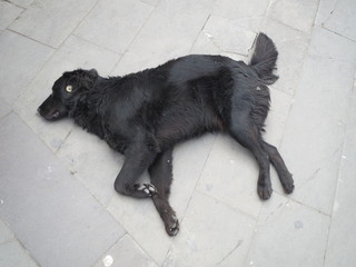 siyah uykucu köpek