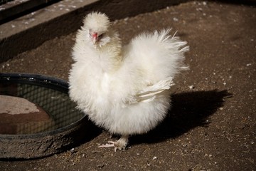 Poule
