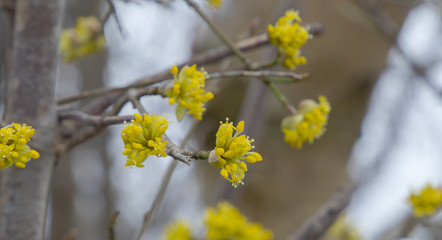 the flowers of a witch hazel shrub