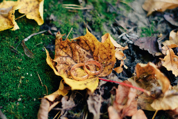 golden bridal wedding rings on moss and autumn leaves