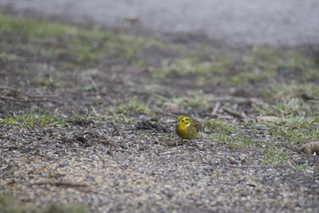 a  yellowhammer sitting in the snow in front of a fence