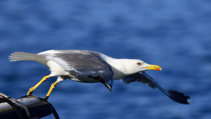 Seagull takeoff
