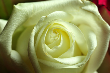 weiße Rosenblüte